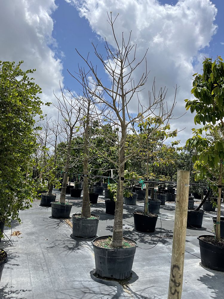 adansonia-digitata-baobab-tree