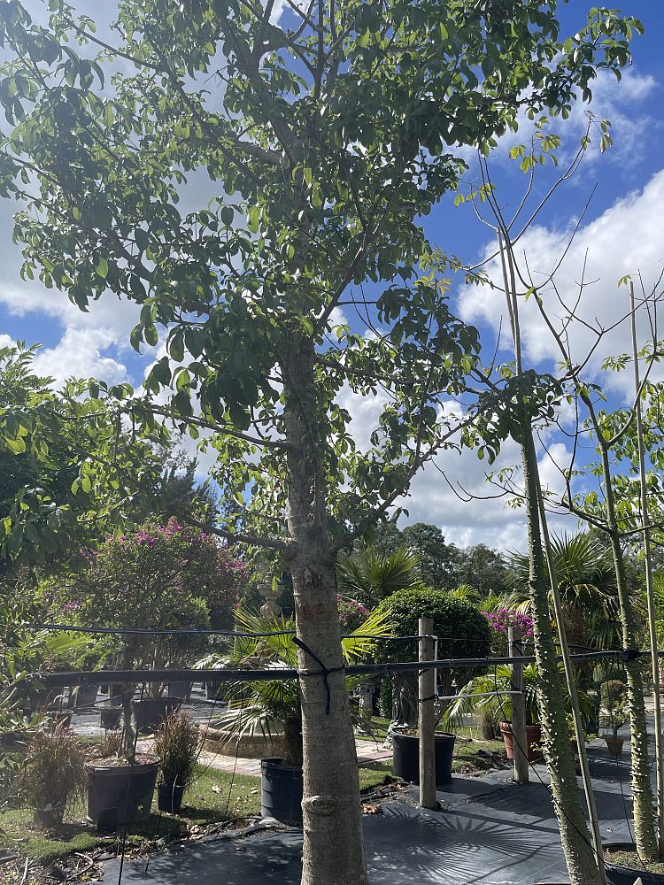adansonia-digitata-baobab-tree