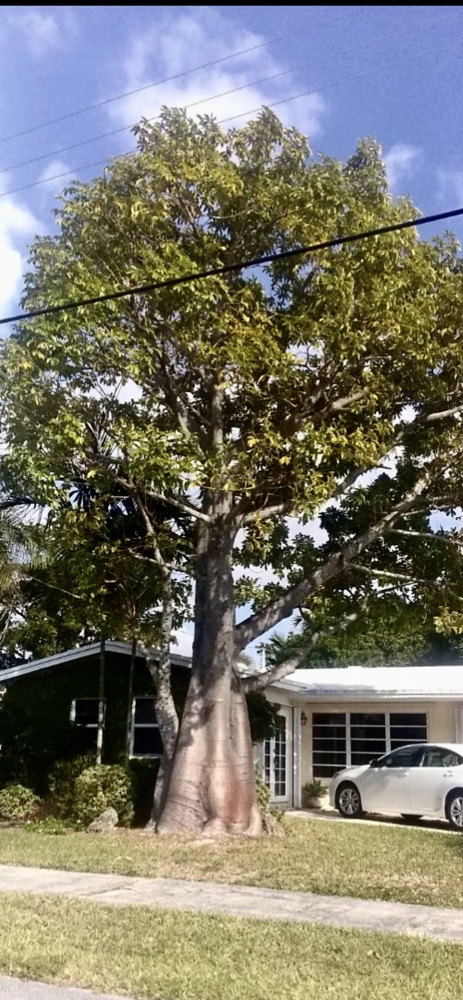 adansonia-digitata-baobab-tree
