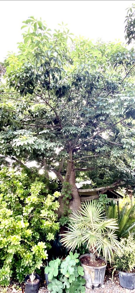 adansonia-digitata-baobab-tree