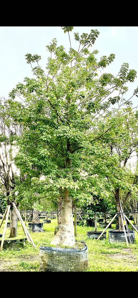 adansonia-digitata-baobab-tree