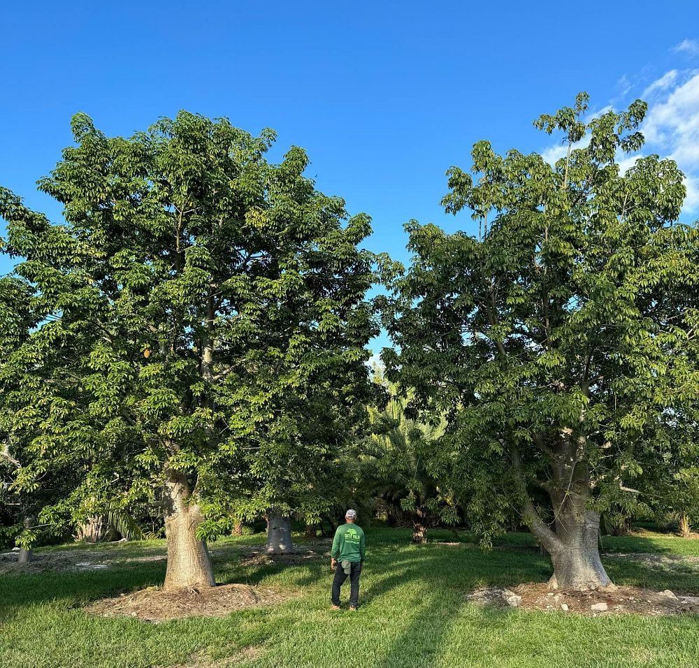 adansonia-digitata-baobab-tree