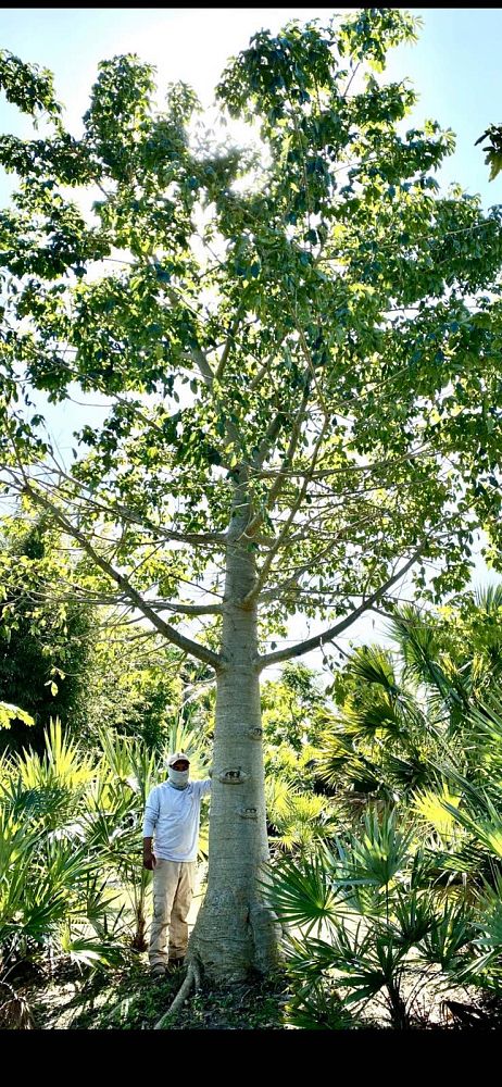 adansonia-digitata-baobab-tree