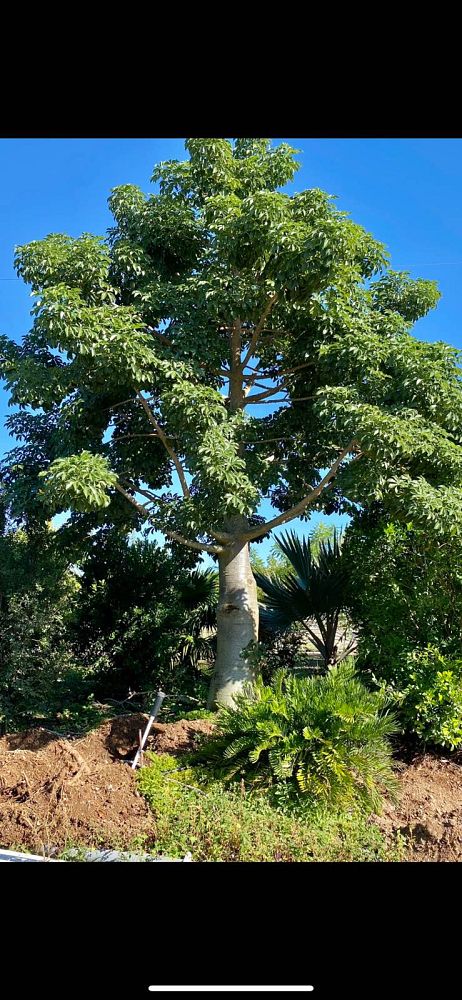 adansonia-digitata-baobab-tree