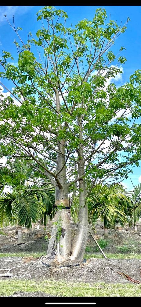 adansonia-digitata-baobab-tree