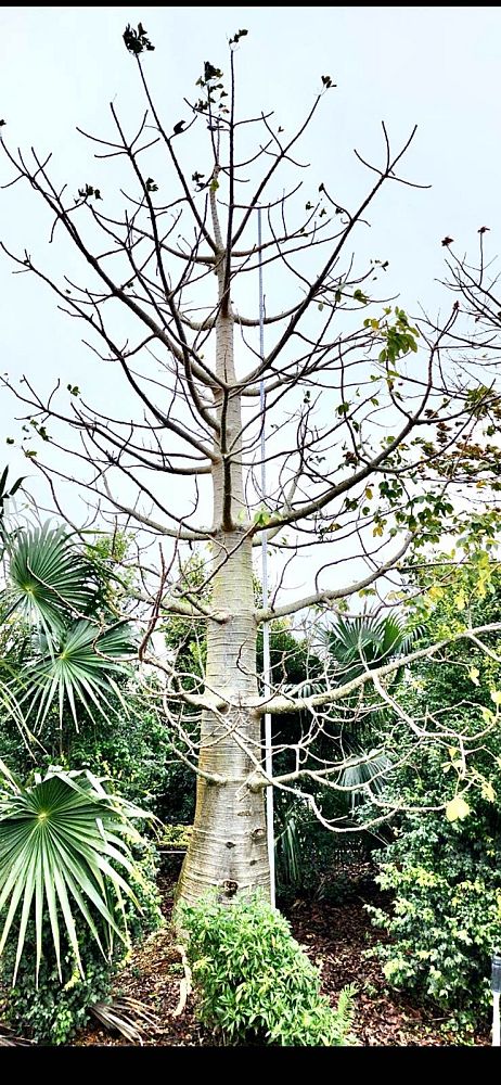 adansonia-digitata-baobab-tree