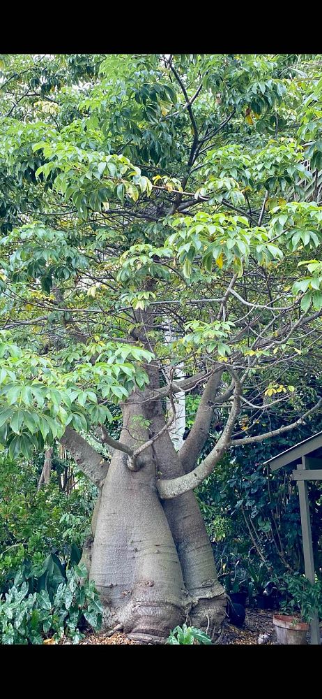 adansonia-digitata-baobab-tree
