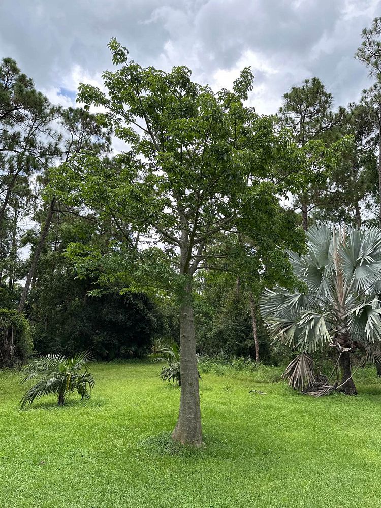 adansonia-digitata-baobab-tree