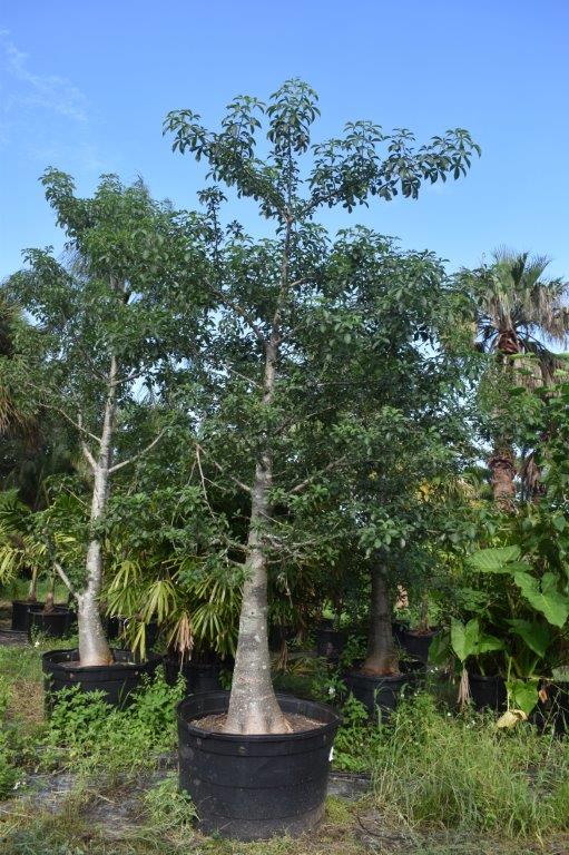 adansonia-digitata-baobab-tree