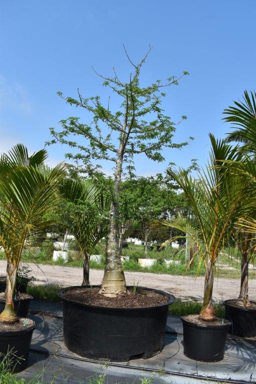 adansonia-digitata-baobab-tree