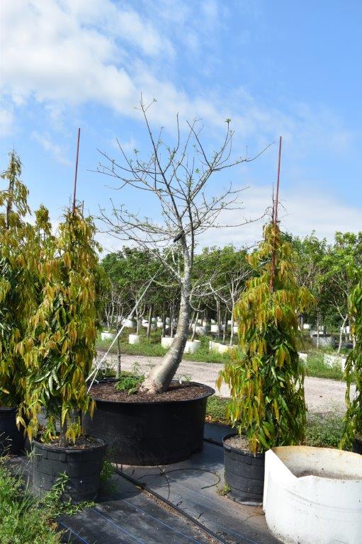 adansonia-digitata-baobab-tree
