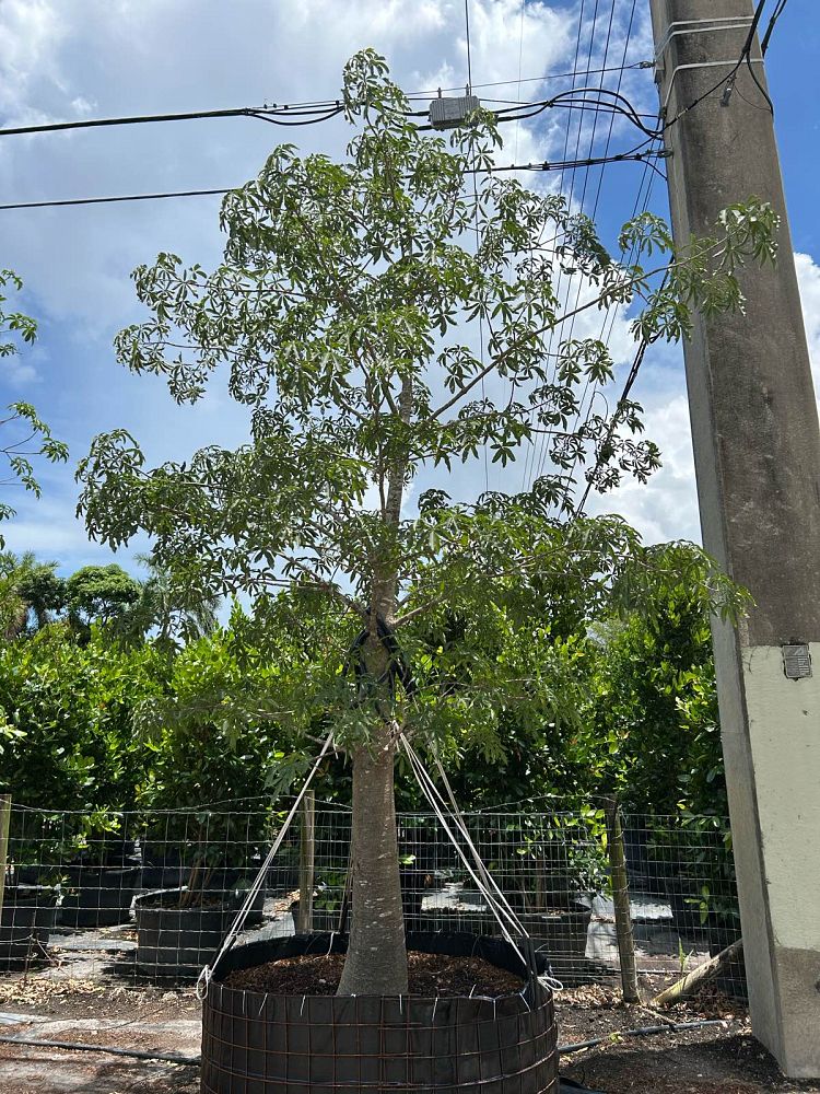 adansonia-digitata-baobab-tree