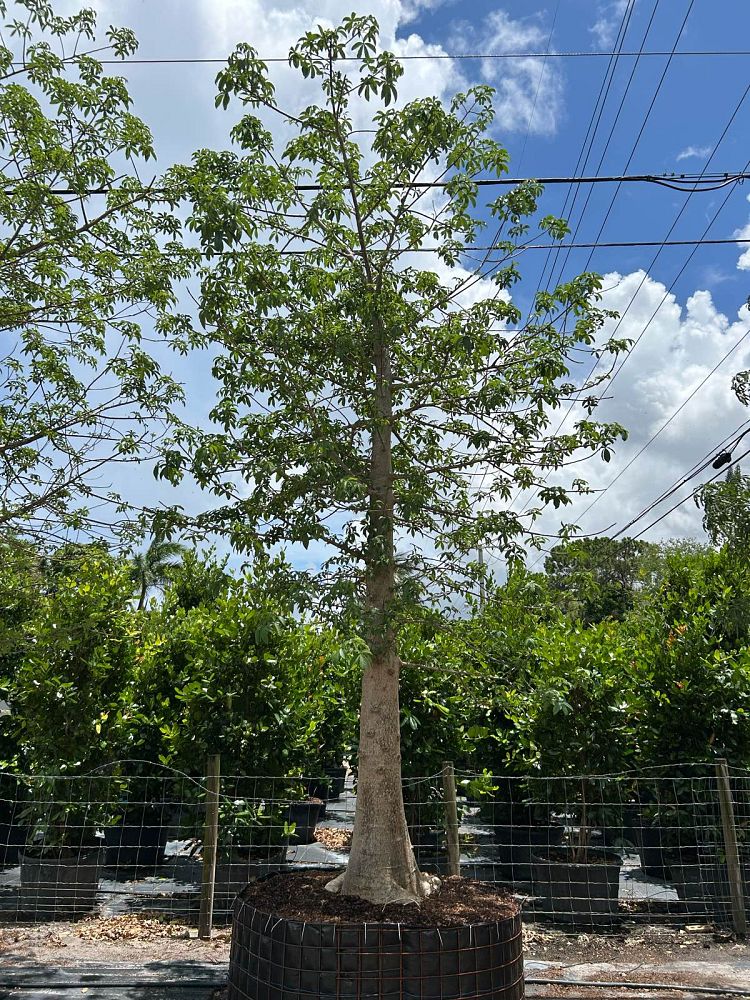 adansonia-digitata-baobab-tree