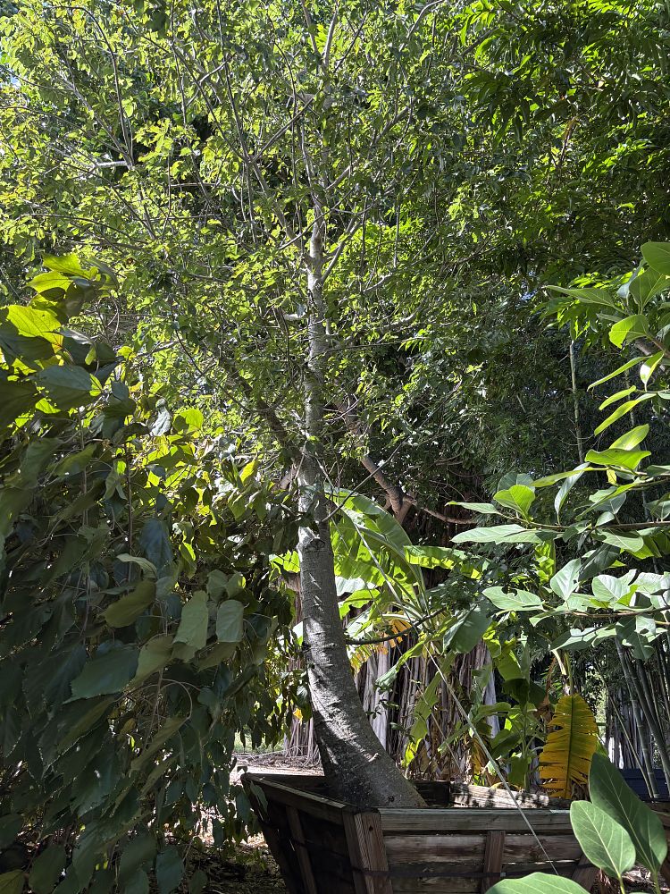 adansonia-digitata-baobab-tree