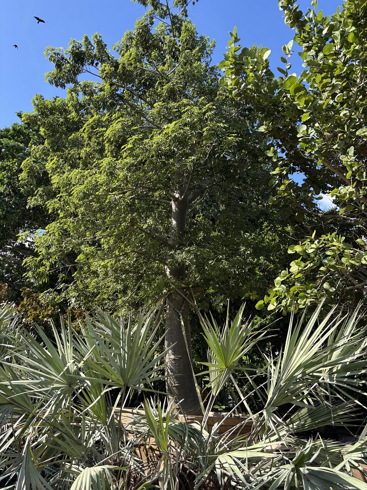 adansonia-digitata-baobab-tree