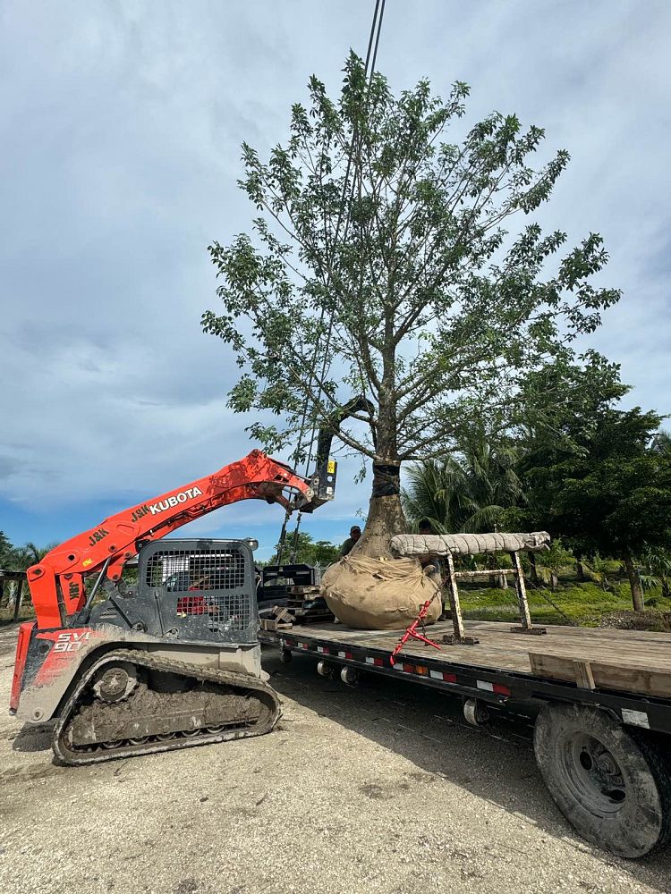 adansonia-digitata-baobab-tree