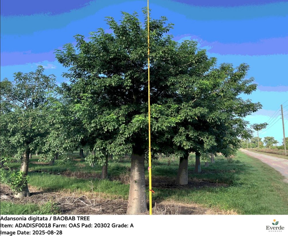 adansonia-digitata-baobab-tree