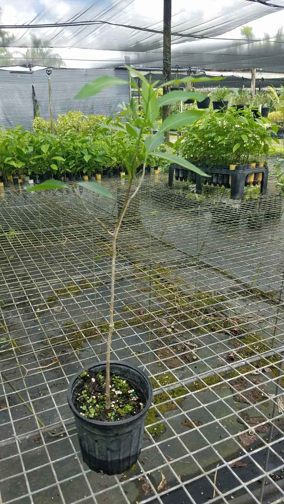 adansonia-grandidieri-grandidier-s-baobab