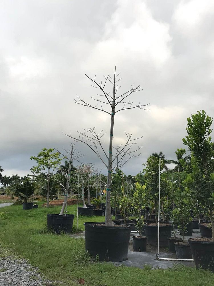 adansonia-grandidieri-grandidier-s-baobab
