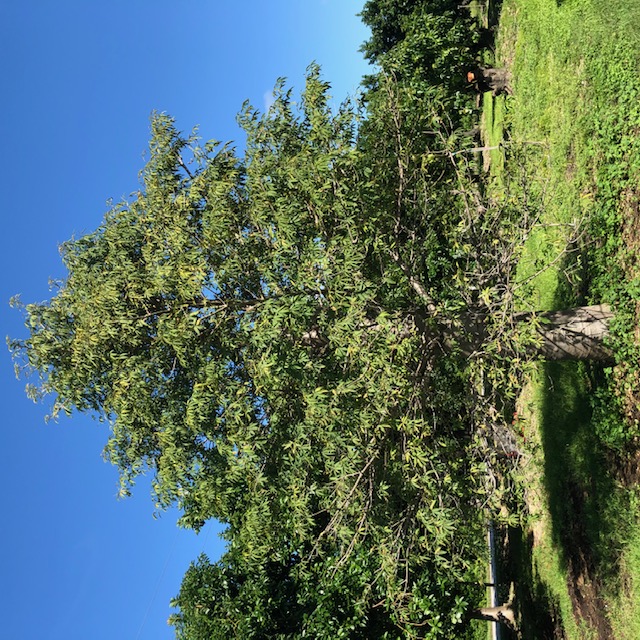 adansonia-grandidieri-grandidier-s-baobab