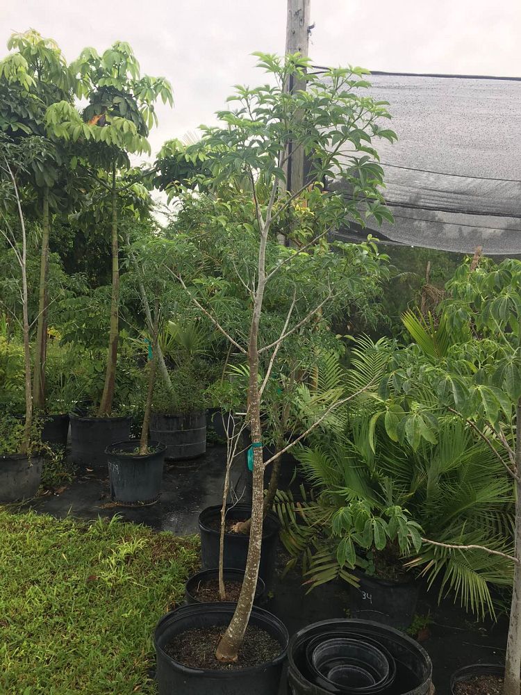 adansonia-gregorii-bottletree-boab