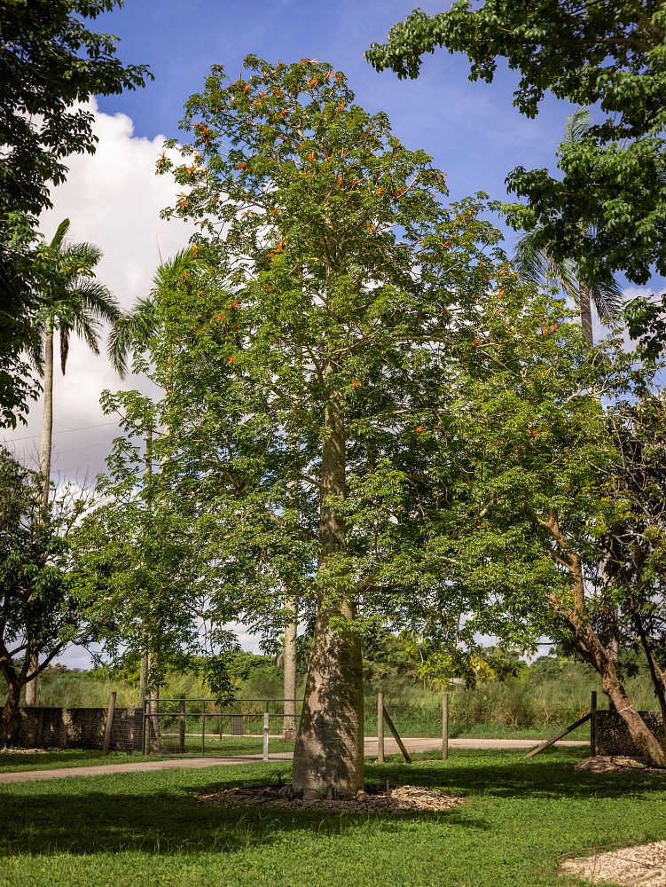 adansonia-madagascariensis-baobab