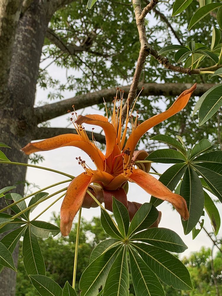 adansonia-madagascariensis-baobab