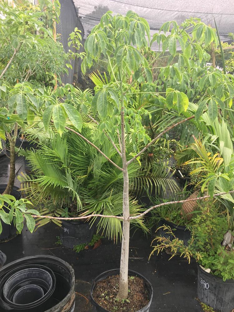 adansonia-perrieri-perrier-s-baobab
