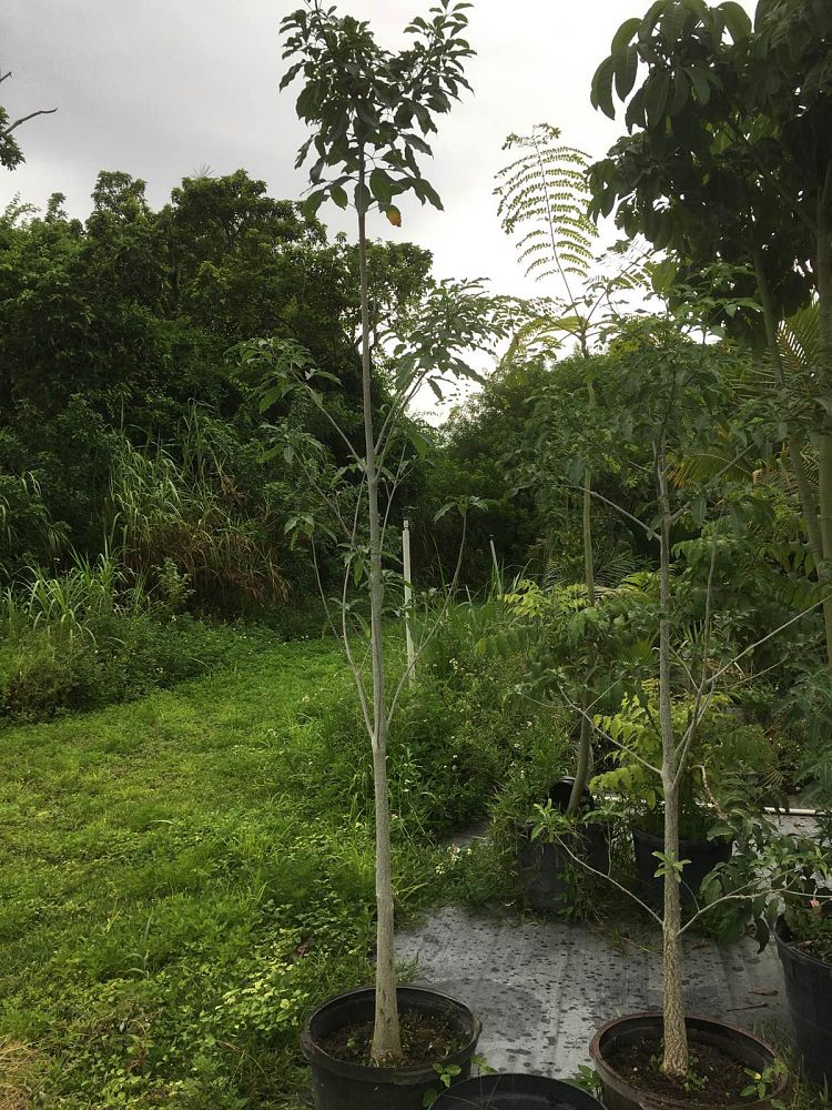 adansonia-rubrostipa-monkey-bread-tree-baobab