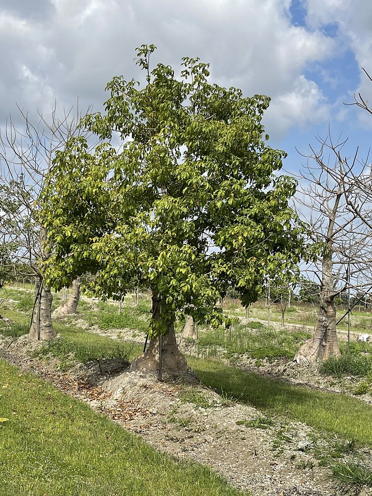 adansonia