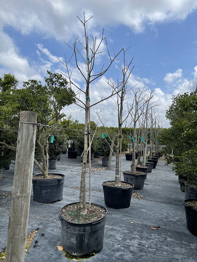adansonia