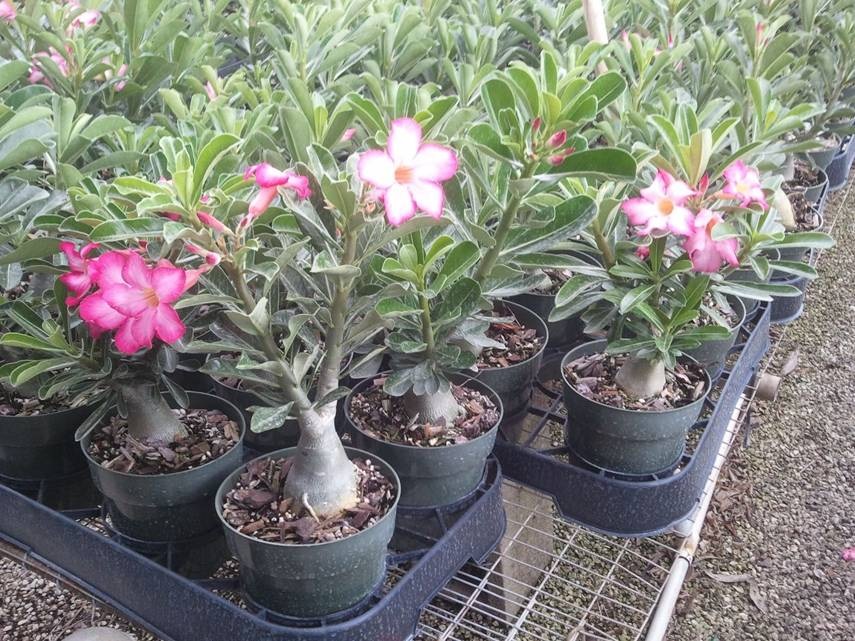 adenium-arabicum-desert-rose