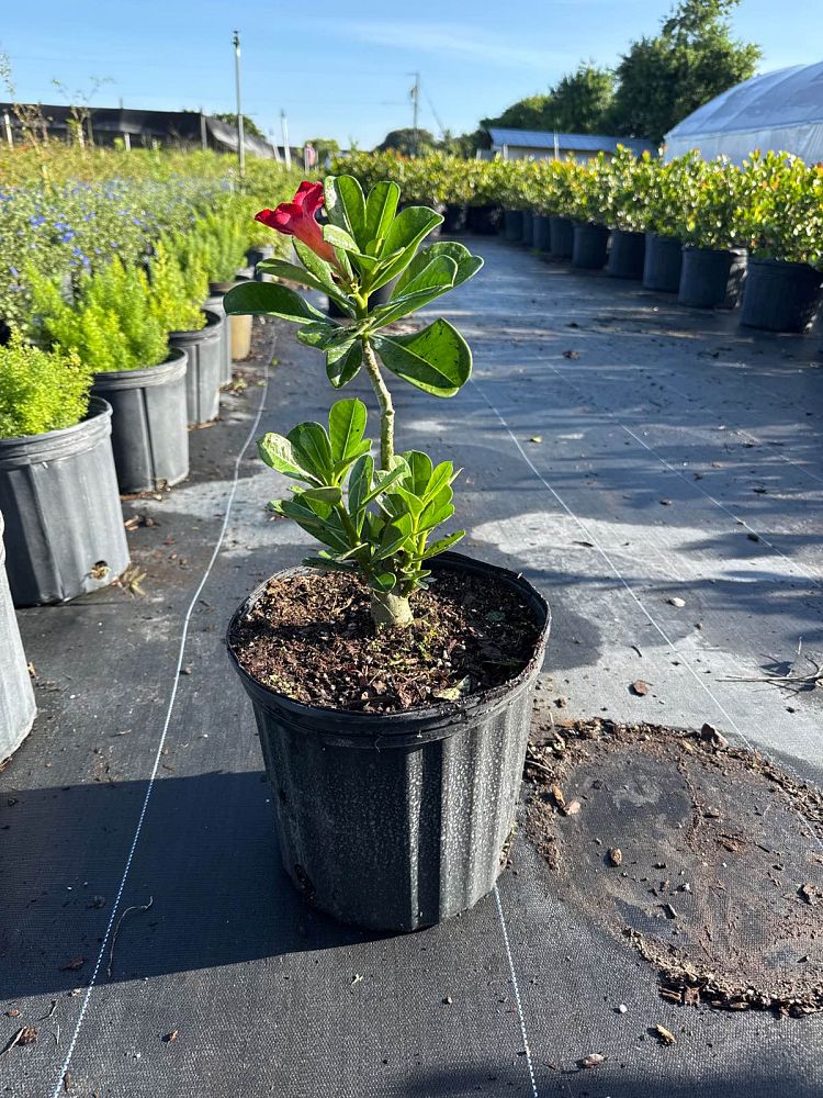 adenium-arabicum-desert-rose