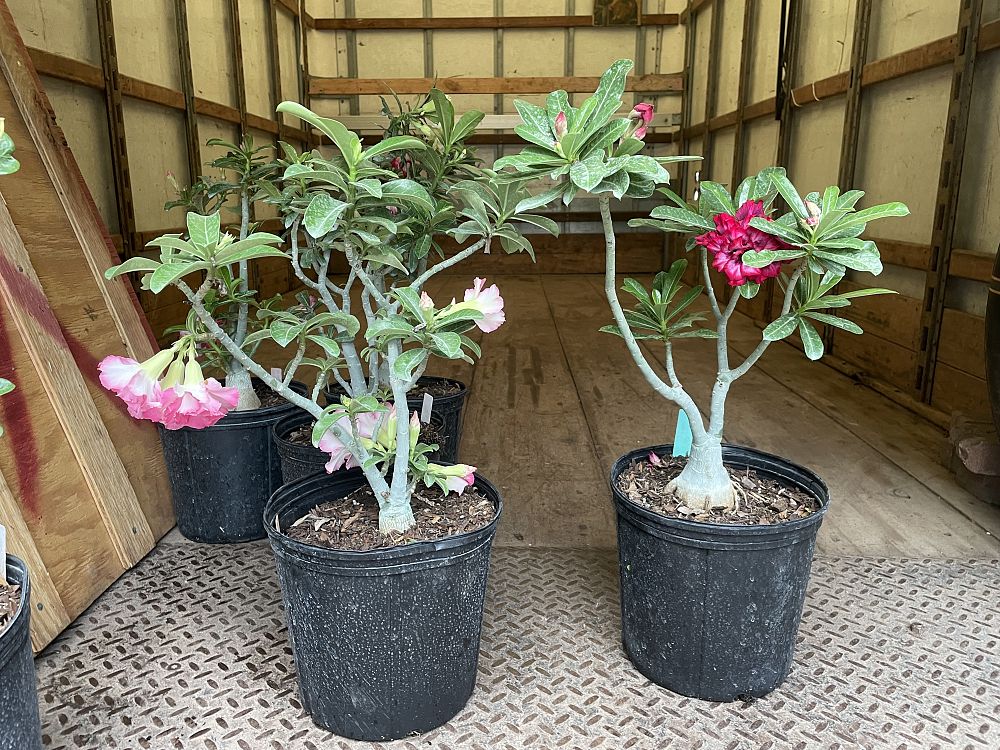 adenium-arabicum-desert-rose