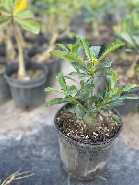 adenium-obesum-alba-desert-rose-white