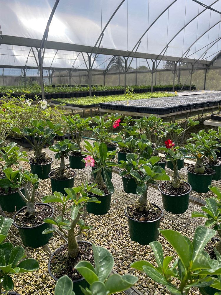 adenium-obesum-bi-color-white-pink-desert-rose