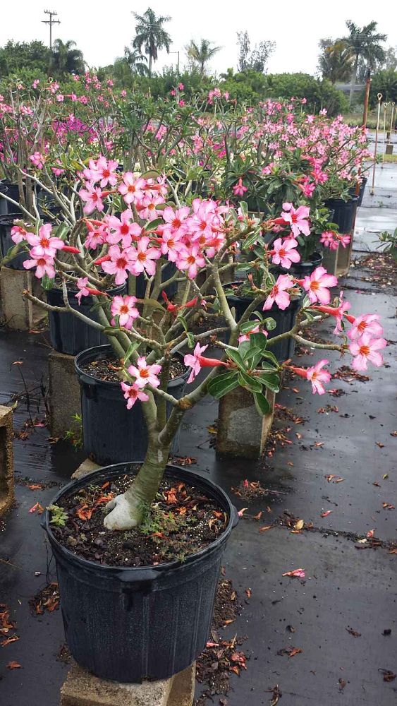 adenium-obesum-desert-rose
