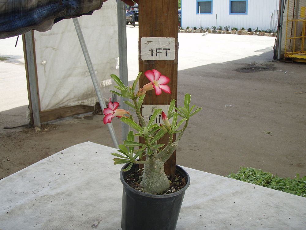 adenium-obesum-desert-rose