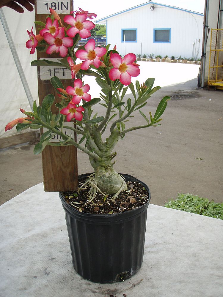 adenium-obesum-desert-rose