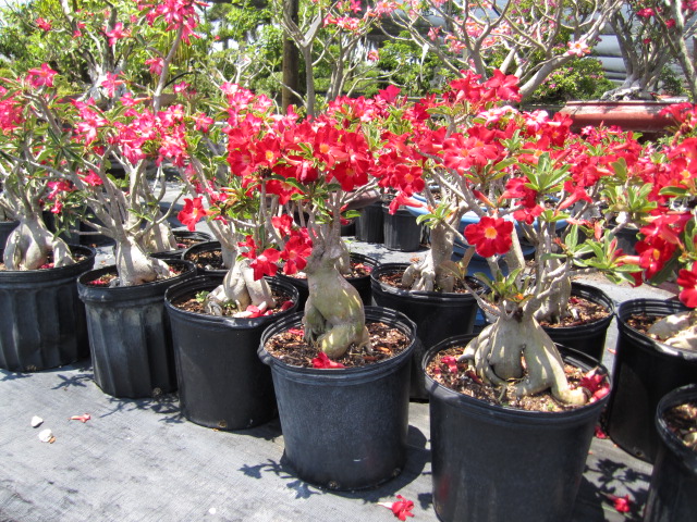 adenium-obesum-desert-rose