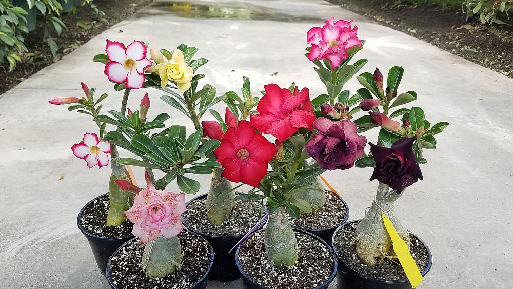 adenium-obesum-desert-rose
