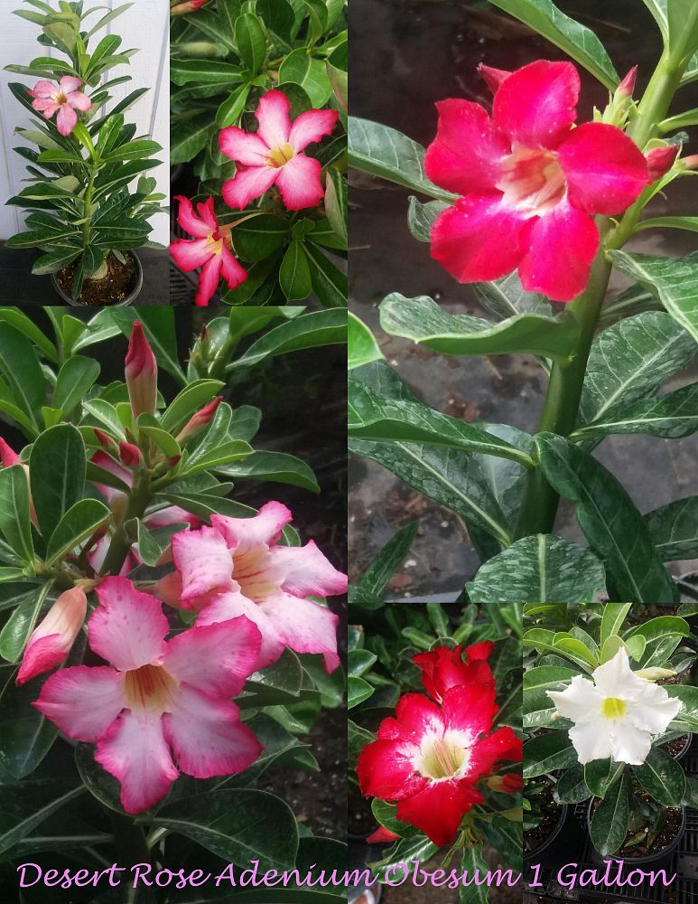 adenium-obesum-desert-rose