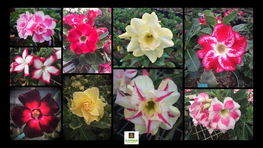 adenium-obesum-desert-rose