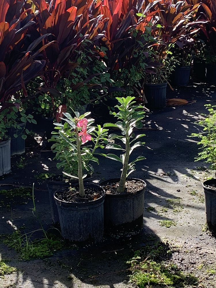 adenium-obesum-desert-rose