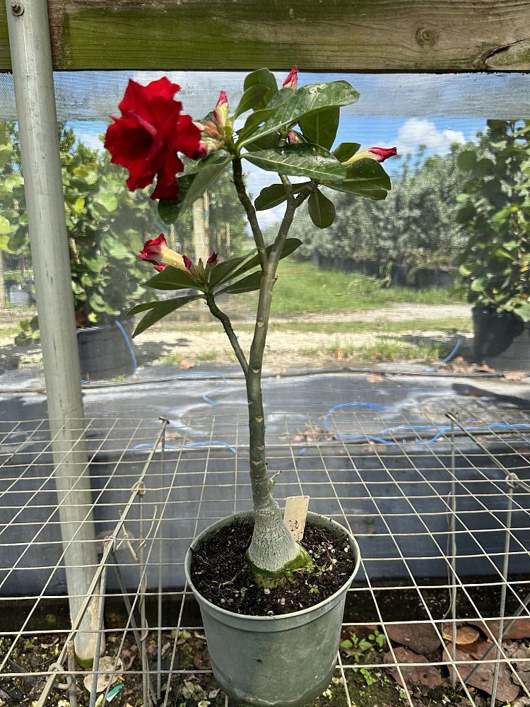 adenium-obesum-desert-rose