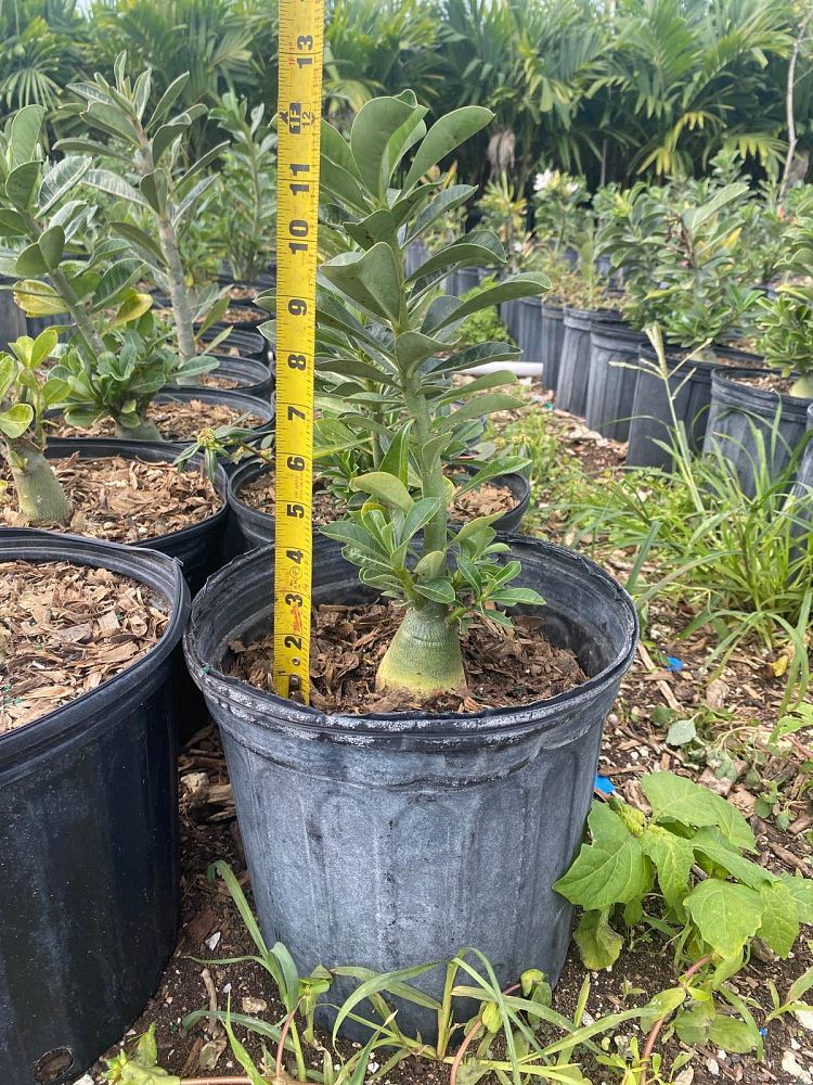 adenium-obesum-desert-rose
