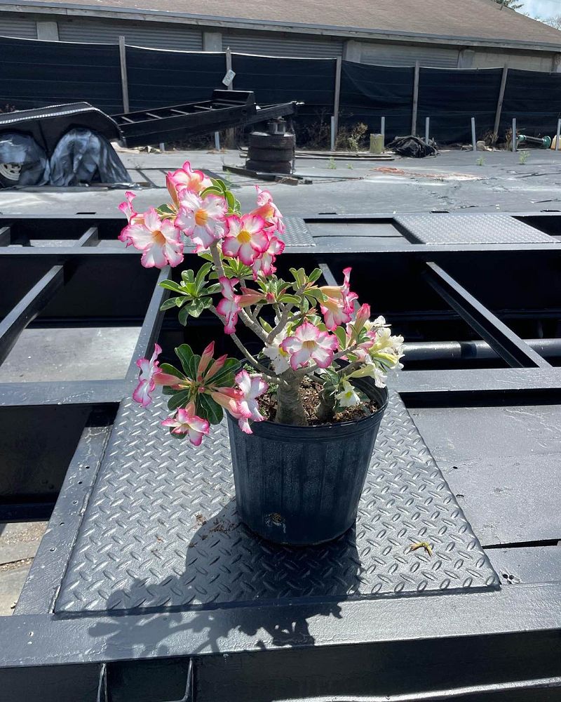 adenium-obesum-desert-rose