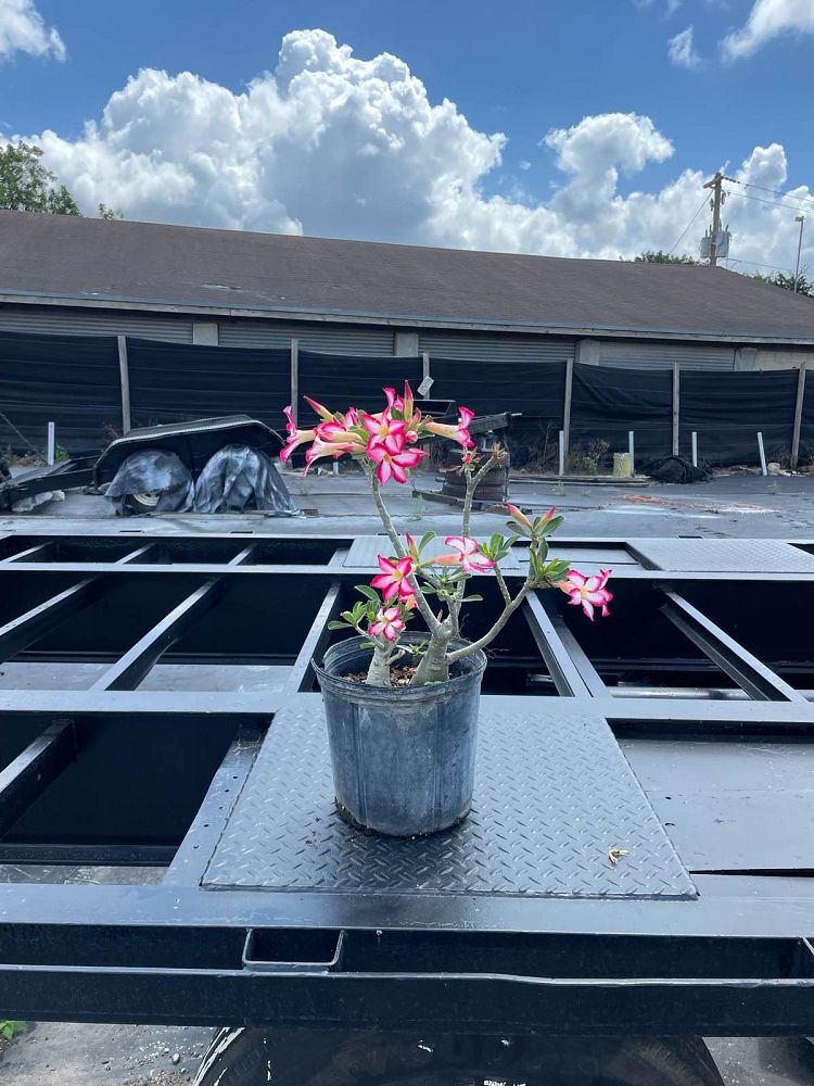 adenium-obesum-desert-rose