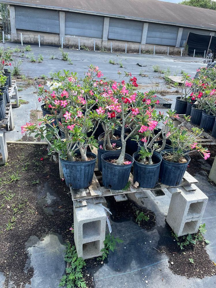 adenium-obesum-desert-rose