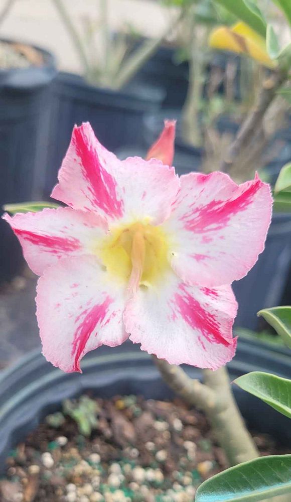 adenium-obesum-desert-rose
